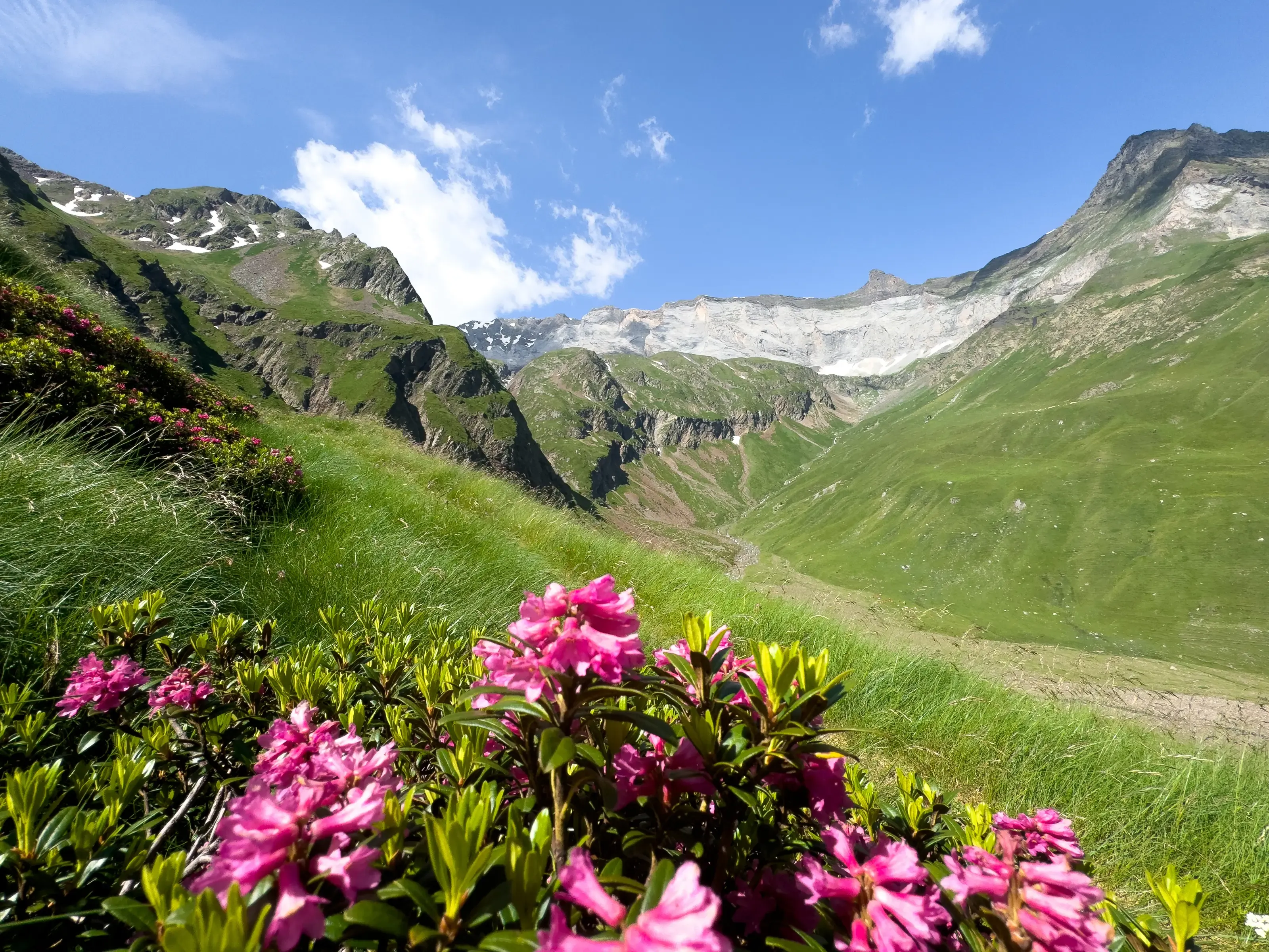 Des fleurs roses s'épanouissent sur une pente herbeuse face à une vaste vallée de montagne entourée de hauts sommets sous un ciel bleu.